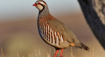 Jak pěstovat a chovat koroptve na soukromém dvorku?